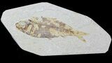 Detailed Fossil Fish (Knightia) - Wyoming #88550-1